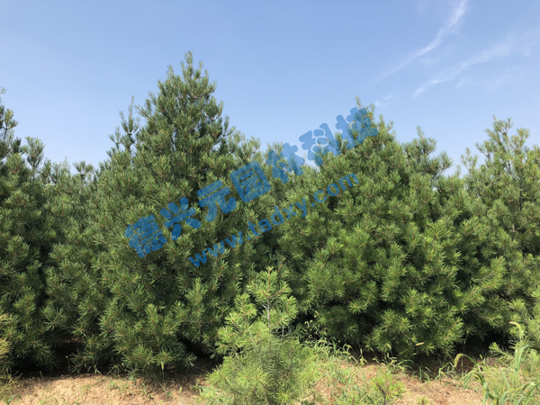 �c(di��n)���鿴Ԕ��(x��)��Ϣ��(bi��o)�}����Ƥ�� ��x�Δ�(sh��)��2291