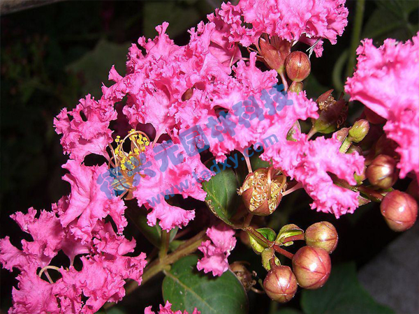 �c(di��n)���鿴Ԕ��(x��)��Ϣ��(bi��o)�}����ޱ ��x�Δ�(sh��)��1862